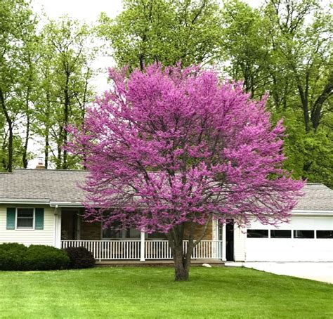 Eastern Redbud: An All-American Star - Department of Horticulture