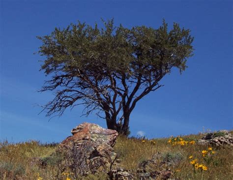 Curl-leaf Mountain Mahogany in the Landscape | USU