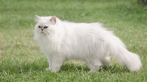 Persian Cat Breed Info: Personality, Facts, and Care Guide (with ...