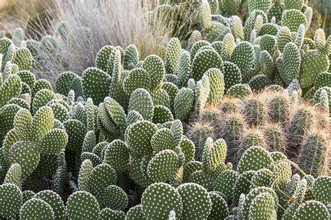 Image result for small cactus outdoors | Cactus plants, Outdoor cactus ...