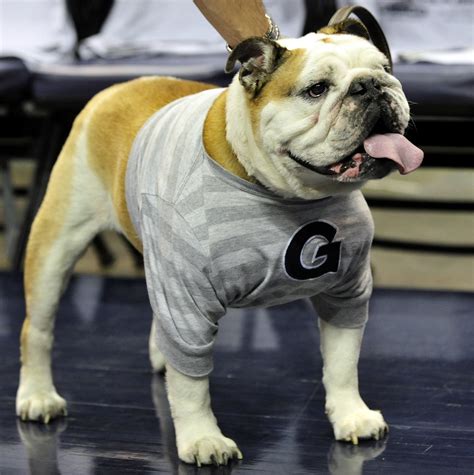 Georgetown mascot Jack the Bulldog headed for ACL surgery - The ...