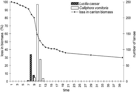 Rate of carcass decomposition expressed as percentage of initial ...