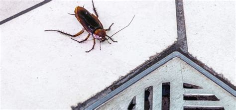 Professional Home Cockroach Control - Home Cockroach Control Pros