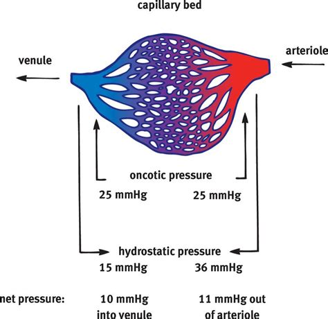 Image of capillary bed showing oncotic pressure remains constant while ...