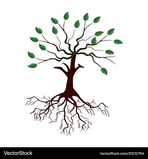 Tree with roots and leaves cartoon image Vector Image