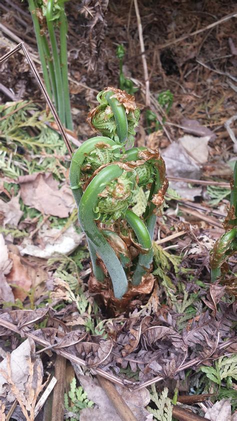 fiddlehead identification