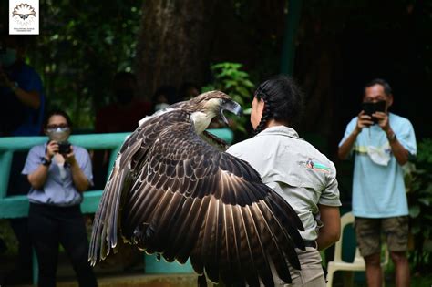 Philippine Eagle Center in Davao mulls relocation to protect birds from ...