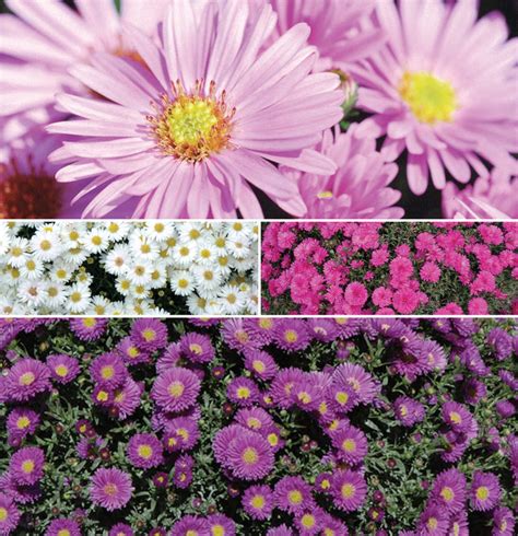 Aster 'Multiple Varieties' Aster | Garden Center Marketing