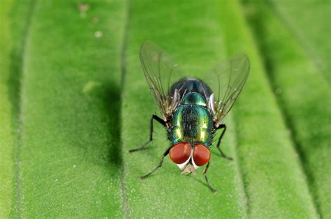 Who Let the Bugs Out? | Purdue | entomology | insect | collect ...