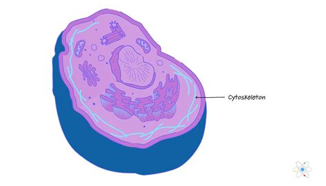 Cytoskeleton: Definition, Structure & Function (with Diagram) | Sciencing