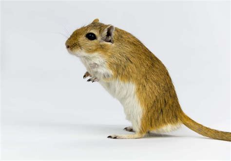 All Gerbil Colors And Patterns (With Pictures) - The Pet Savvy