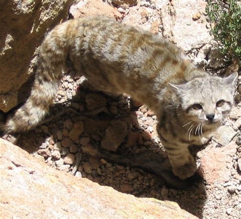 Andean cat declared provincial natural monument of Argentina ...