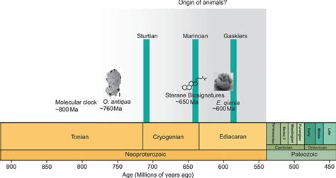 Diagram showing the timeline of the evolution of metazoans and ...