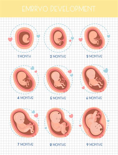 Pregnancy stages :: Behance