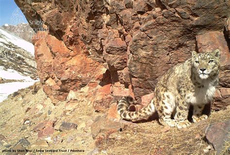 Snow Leopard Presence Confirmed in Western Sichuan - Snow Leopard Trust