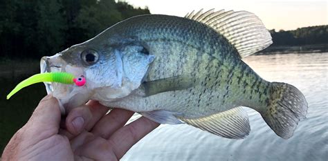 Six Top Baits for Spring Crappie Fishing