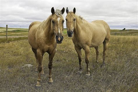 American Quarter Horse Breed Profile