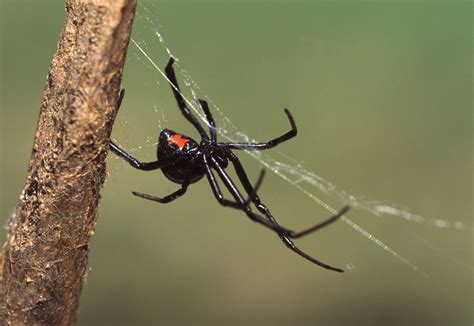 Hair-raising Facts About the Black Widow Spider - Animal Sake