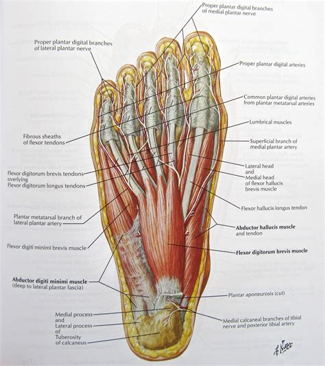 Notes on Anatomy and Physiology: Using Imagery to Relax the Weight