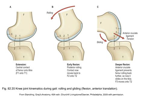 anatomy of the knee | Musculoskeletal Key