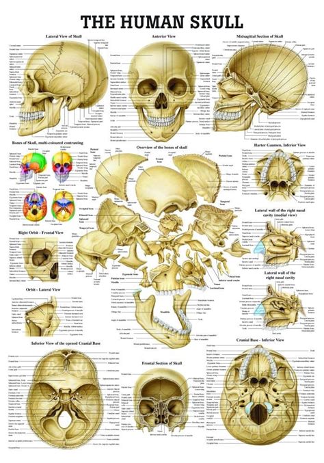 The Human Skull Laminated Anatomy Chart | Human skull anatomy, Skull ...