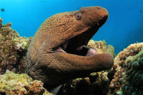 9 Dangerous Coral Reef Creatures | Coral reef, Moray eel, Ocean creatures