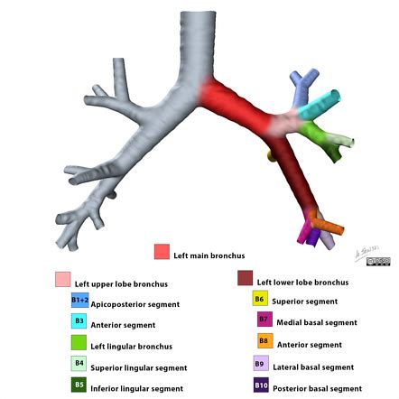 Left lower lobe posterior segment | Radiology Reference Article ...