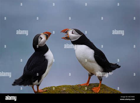 Atlantic Puffins during mating season Stock Photo - Alamy