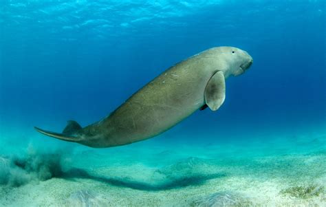 Things You Never Knew: Facts About The Dugong, 49% OFF