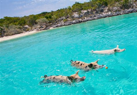 Meet The Swimming Pigs of The Bahamas