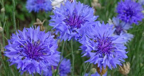 Bachelor Button, Cornflowers: How To Grow Centaurea Flowers