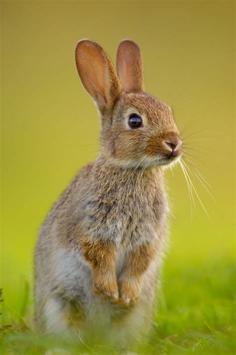 The 25+ best Wild rabbit ideas on Pinterest