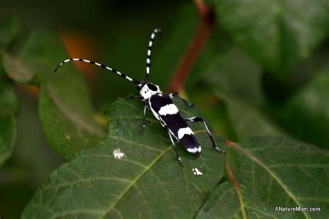 Black and White Striped Beetle – Suburban Nature Explorations