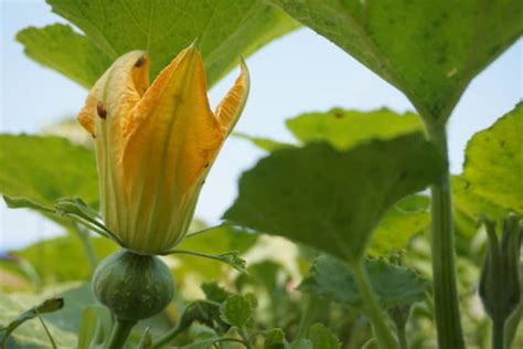 Pumpkin Growth Stages -- Know What to Expect and When