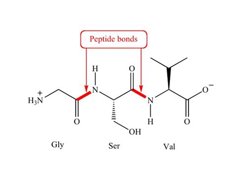 Peptide Bonds - Peptide Information