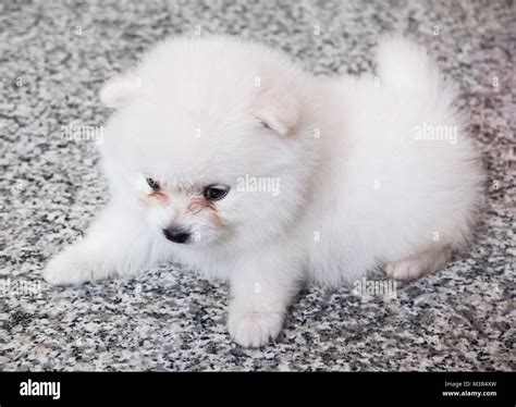 Cute White Pomeranian Puppy on Granite Background Stock Photo - Alamy