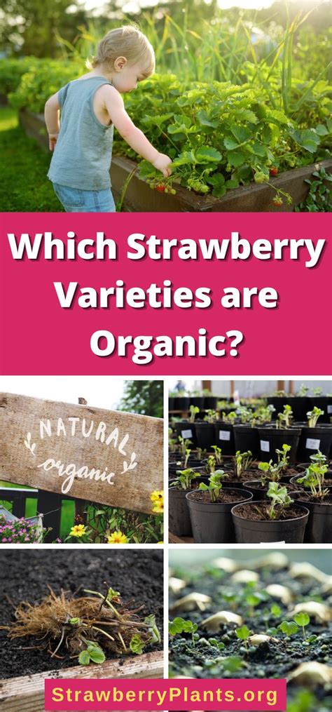 Which Strawberry Varieties are Organic? – Strawberry Plants