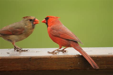 Cardinal Bird Meaning & Symbolism - What Does It Represent?