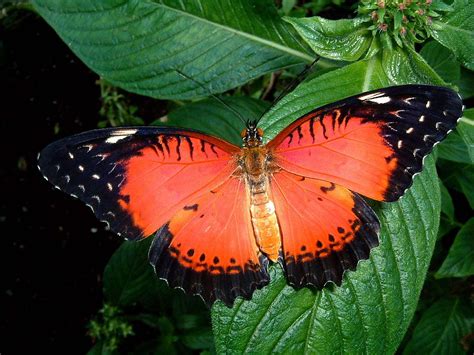 Red Lacewing | This is a Red Lacewing (Cethosia biblis) from… | Flickr