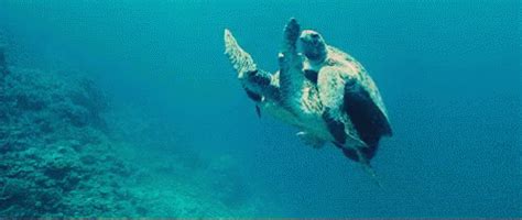 turtle swimming GIFs | Say more with Tenor