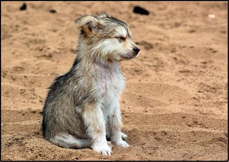 Puppy wolf. : pics