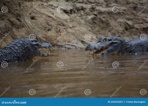 Closeup Side on Portrait of Two Black Caiman Melanosuchus Niger ...