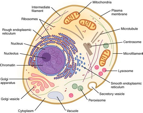 The Cytoplasm and Cellular Organelles | Anatomy and Physiology I