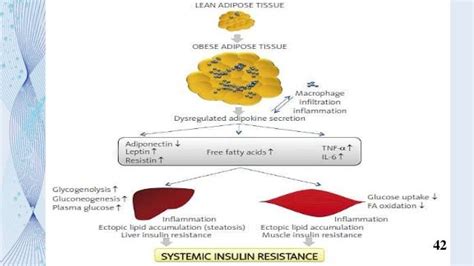 Adipose tissue hormones