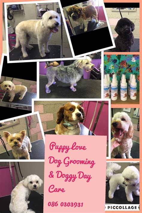 Puppy Love Dog Grooming And Doggy Day Care | Dog Grooming in ...