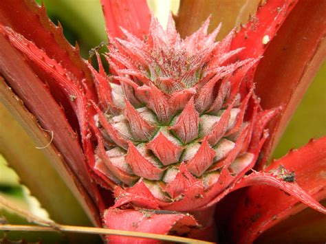 red pineapple?? Pineapple, Fruit, Red, Photography, Photograph, Pine ...