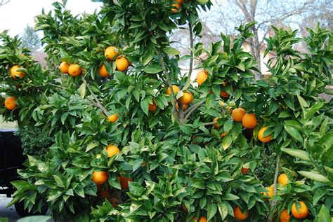 'Moro' Blood Orange Tree - a photo on Flickriver