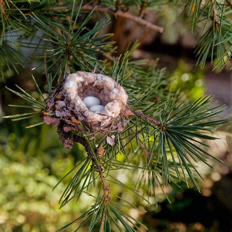 Hummingbird Nest: Artful Structure Revealed