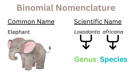 Binomial Nomenclature - Rules, Significance & Examples » BIOLOGY TEACH