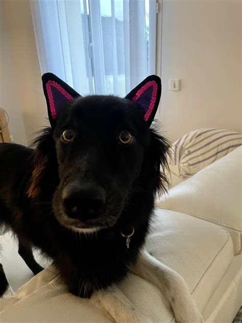 New ears 🙀 : r/BorderCollie